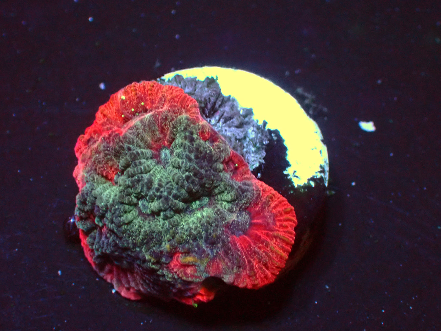 War Coral Favia | WYSIWYG