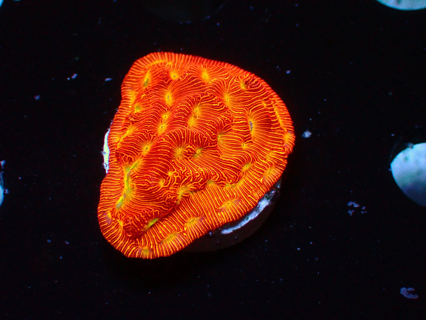 Jack o Lantern Leptoseris | WYSIWYG