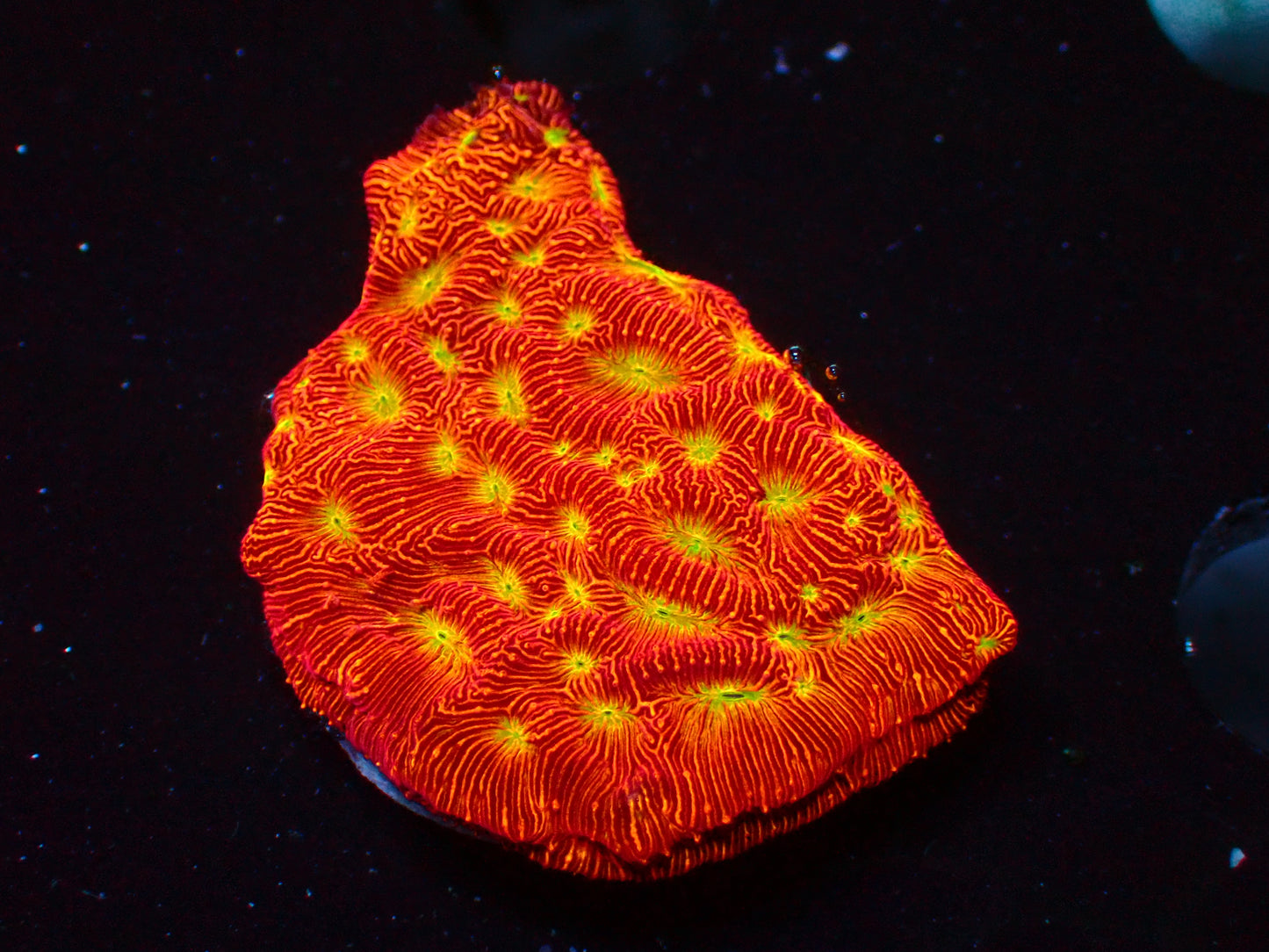 Jack o Lantern Leptoseris | WYSIWYG