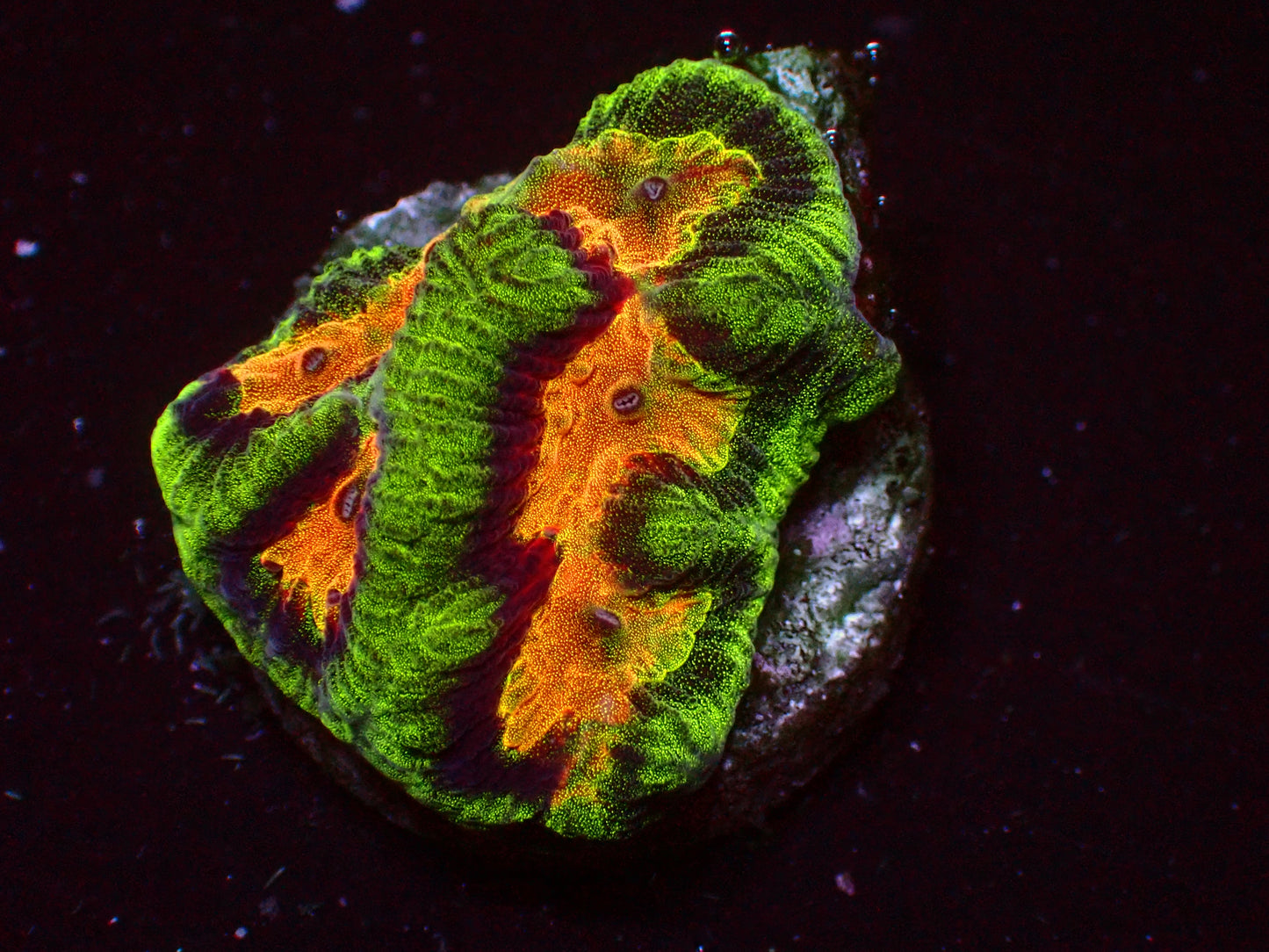 WWC Awesome Rainbow Platygyra | WYSIWYG