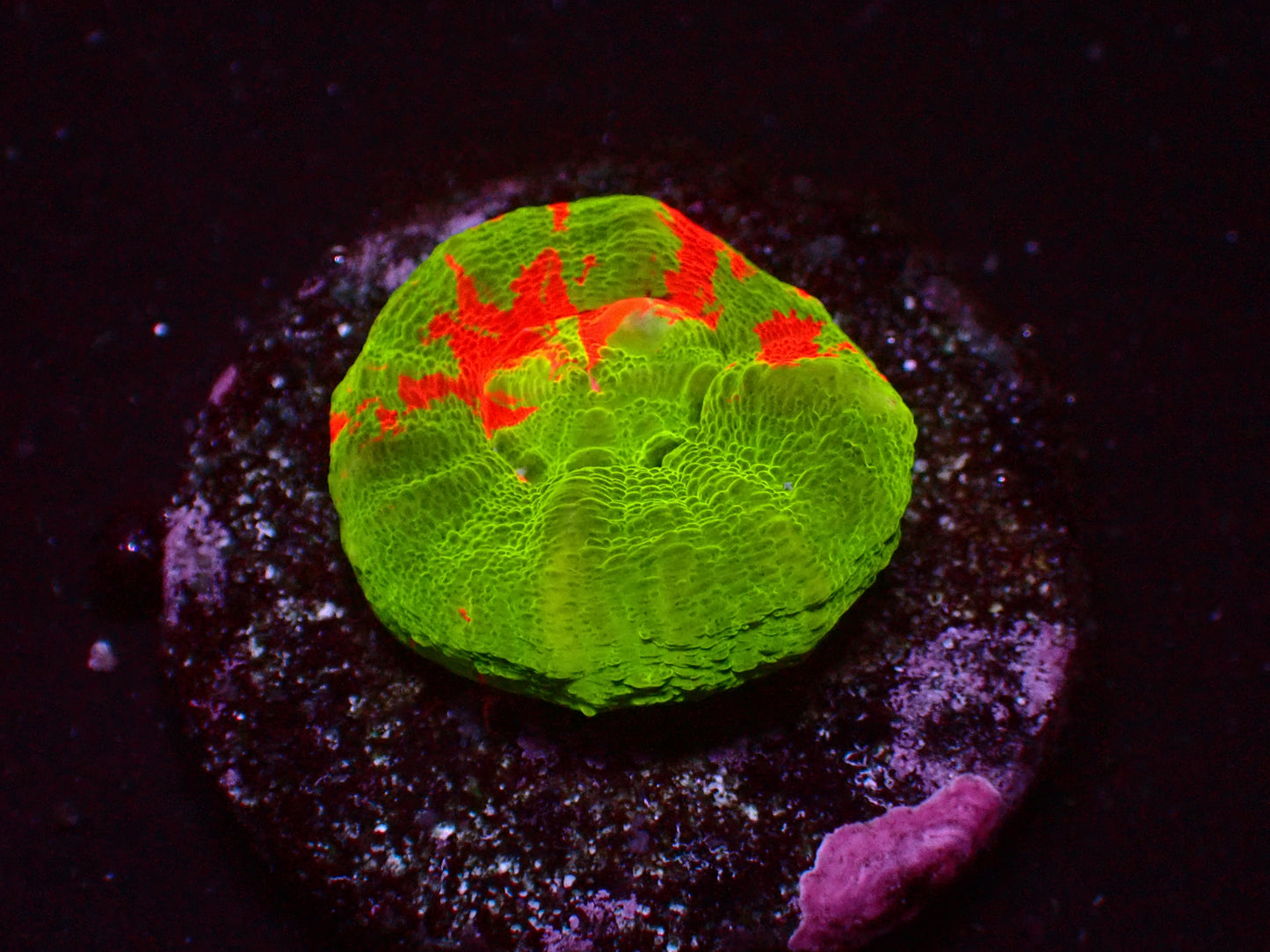 Scolymia Bleeding Apple | WYSIWYG