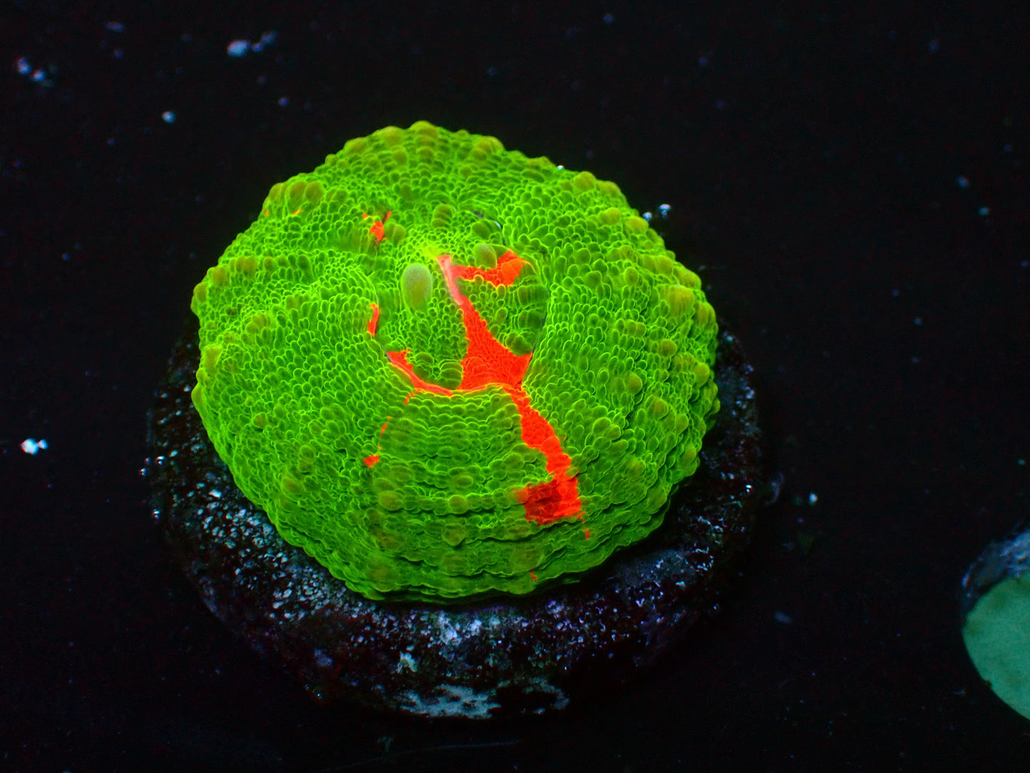 Scolymia Bleeding Apple | WYSIWYG