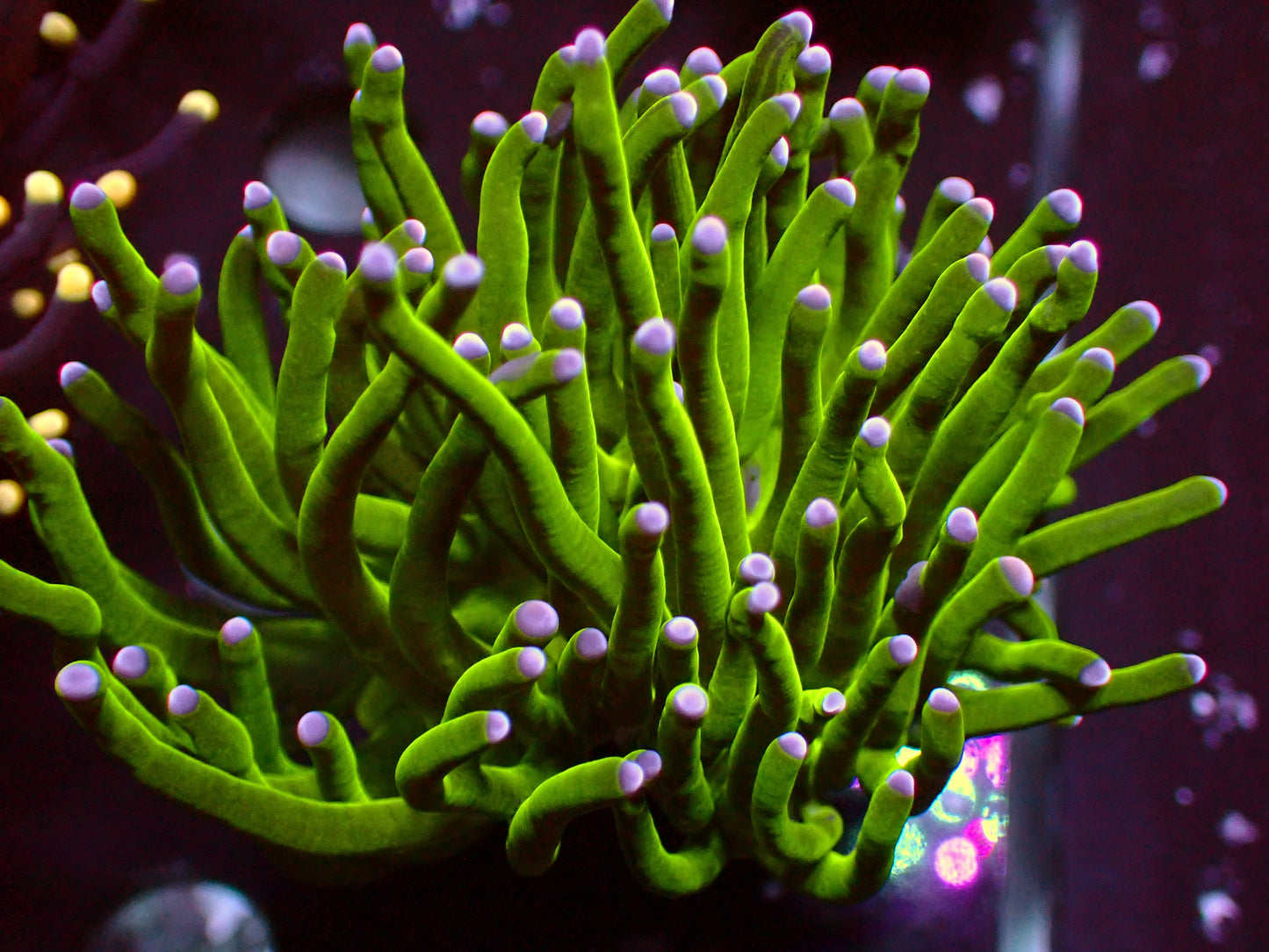 Euphyllia Toxic Green Torch | WYSIWYG