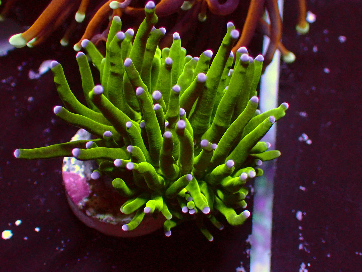 Euphyllia Toxic Green Torch | WYSIWYG