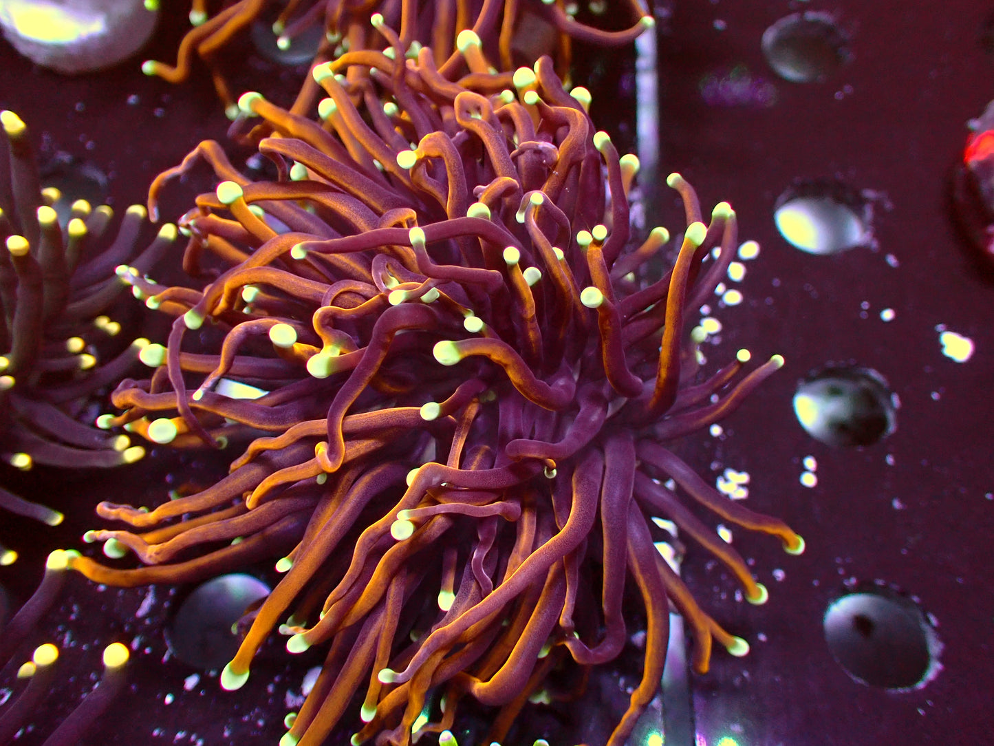 Euphyllia Jester Torch | WYSIWYG