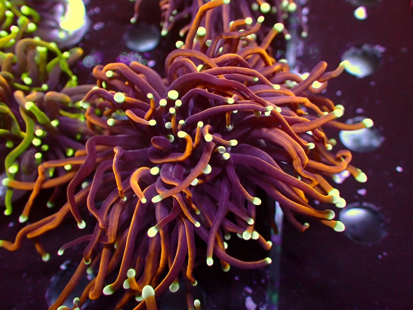Euphyllia Jester Torch | WYSIWYG