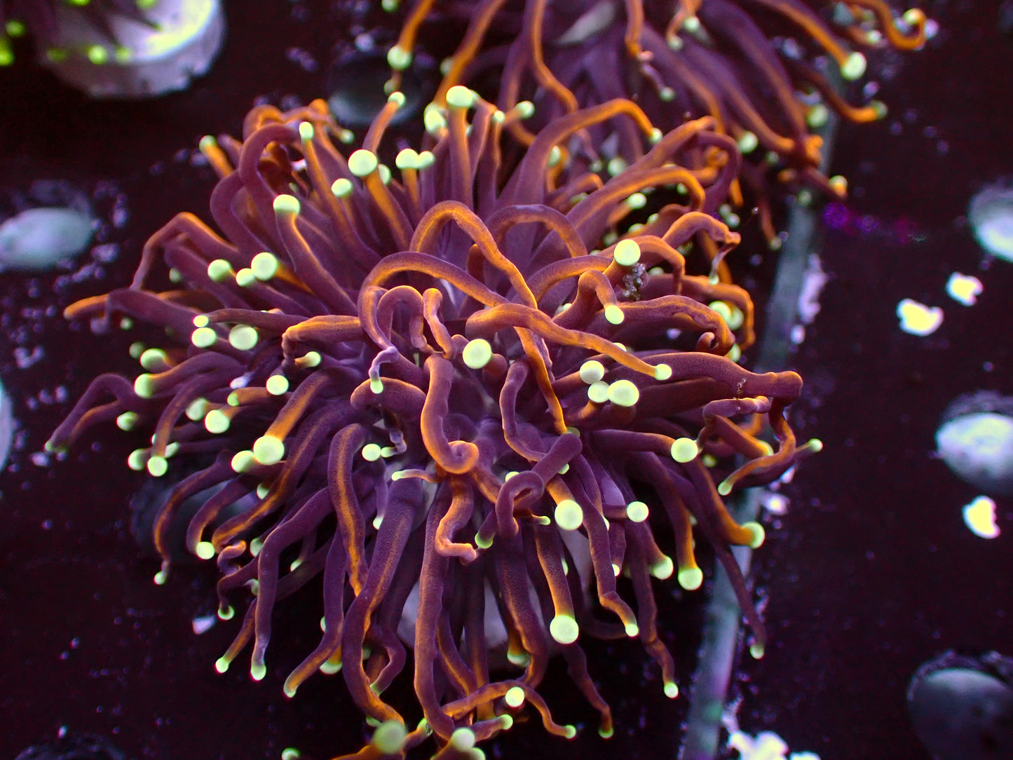 Euphyllia Jester Torch | WYSIWYG