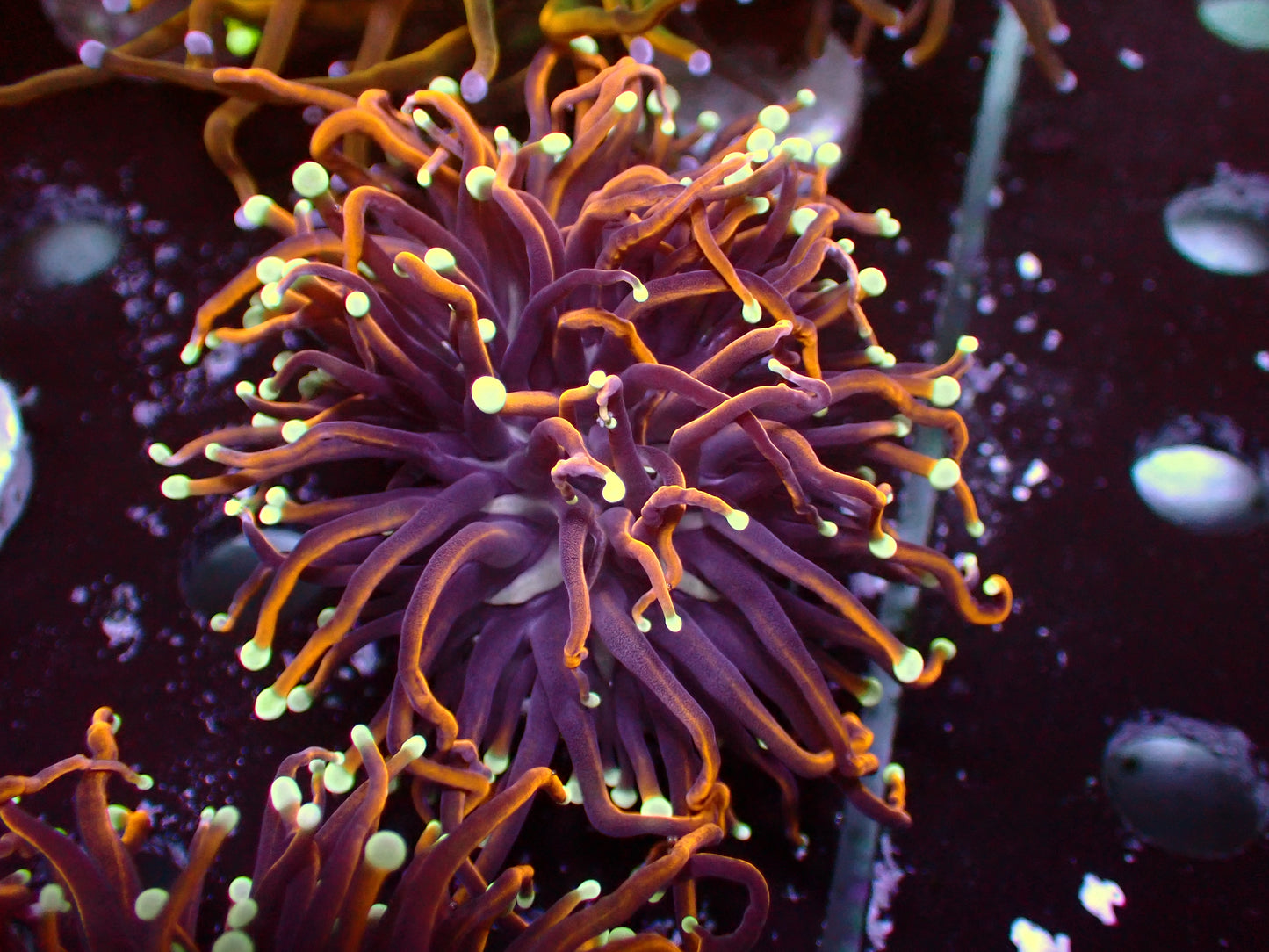 Euphyllia Jester Torch | WYSIWYG