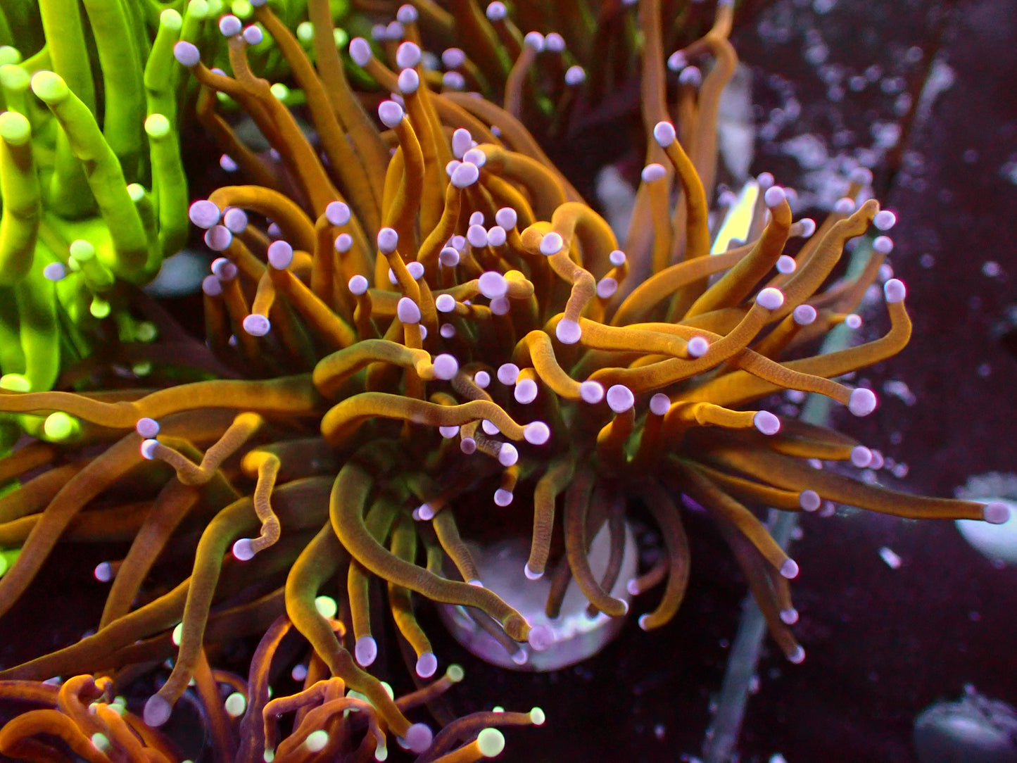 Euphyllia Rapunzel Holy Grail Torch | WYSIWYG