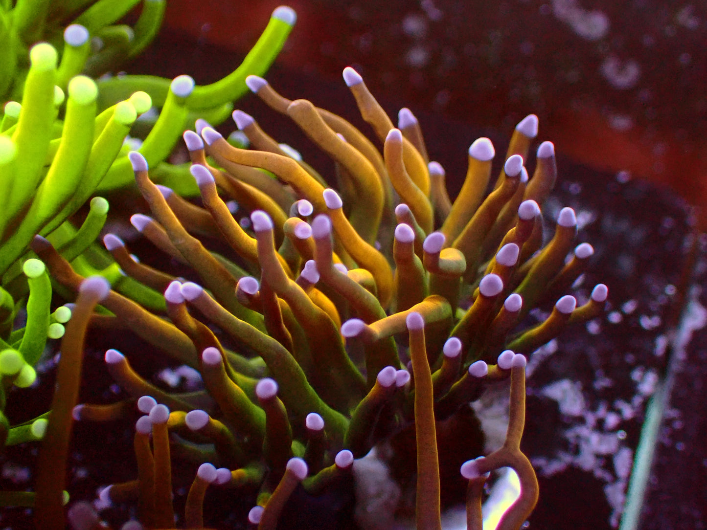 Euphyllia Rapunzel Holy Grail Torch | WYSIWYG