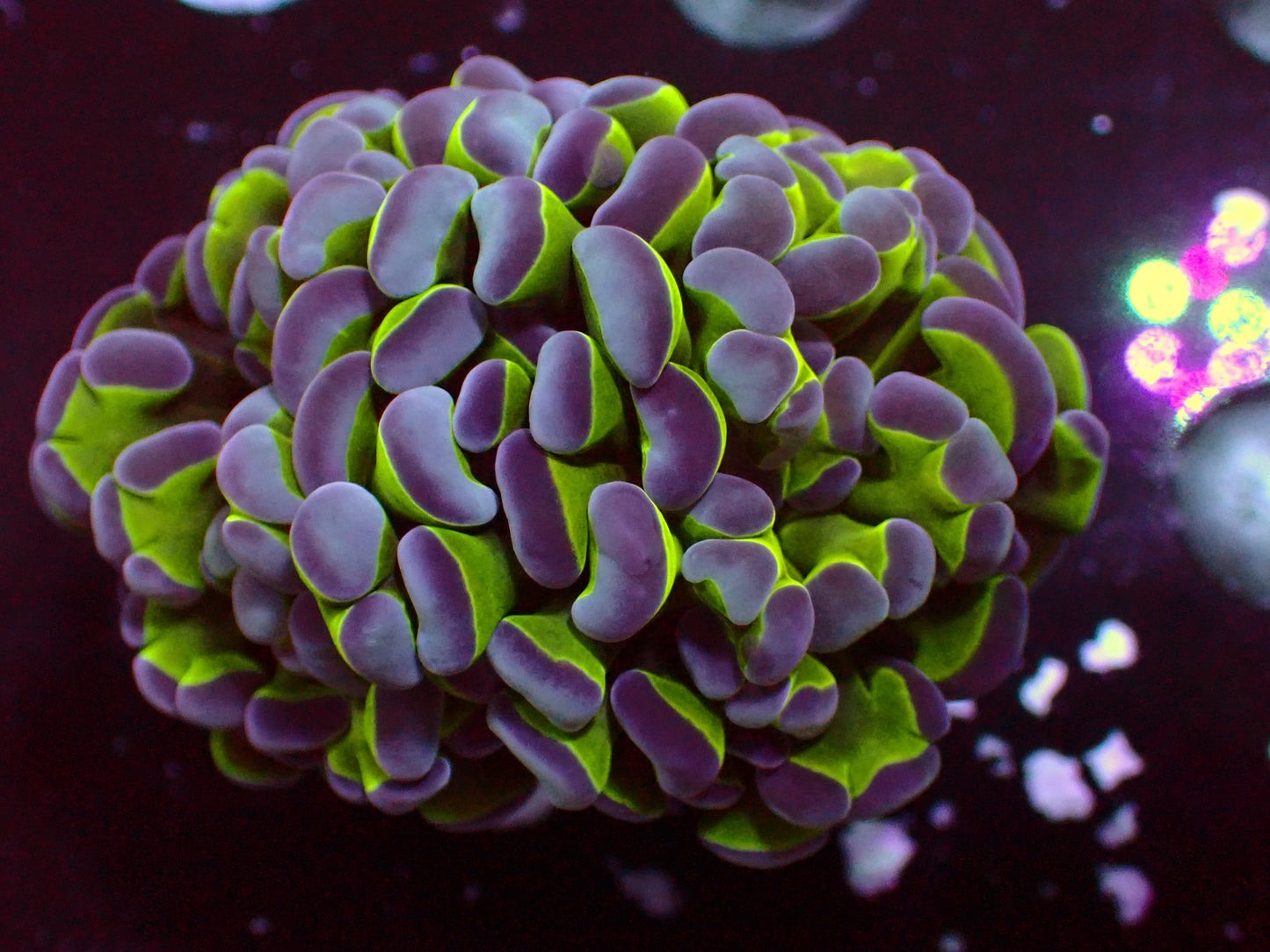 Euphyllia Bicolora Hammer | WYSIWYG