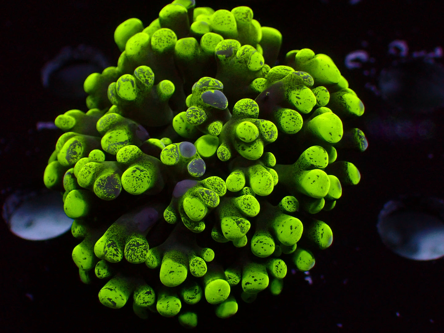 Euphyllia Toxic Splatter Hammer | WYSIWYG