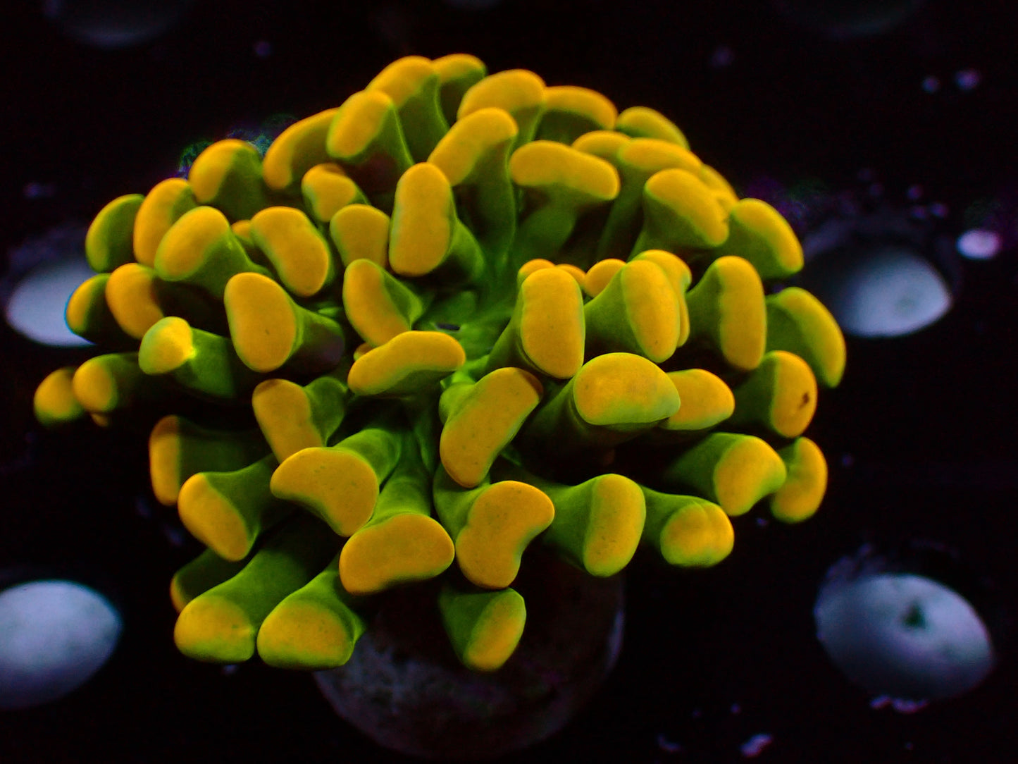 Euphyllia PR Banana Hammer | WYSIWYG