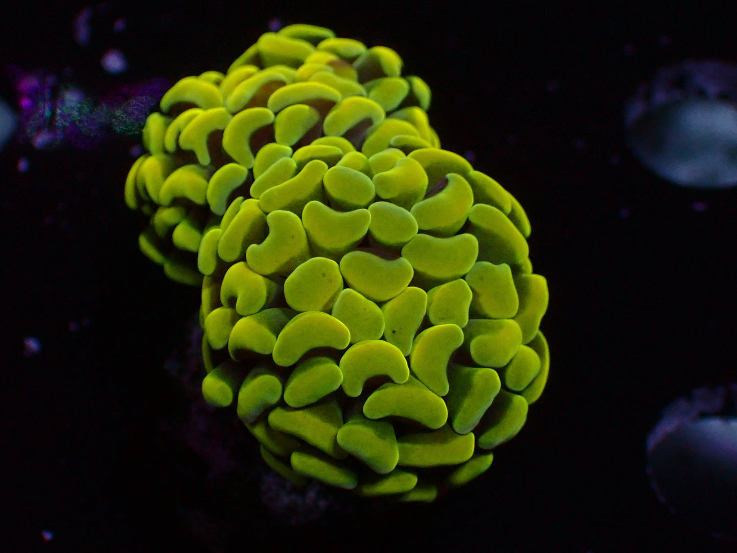 Euphyllia Golden Sun Hammer | WYSIWYG
