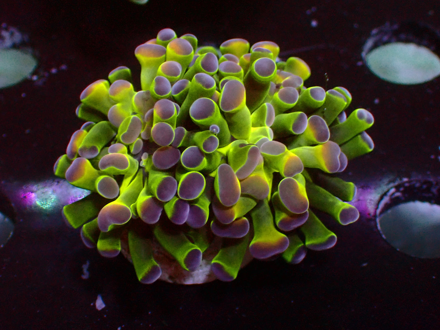 Euphyllia Hologram Hammer | WYSIWYG