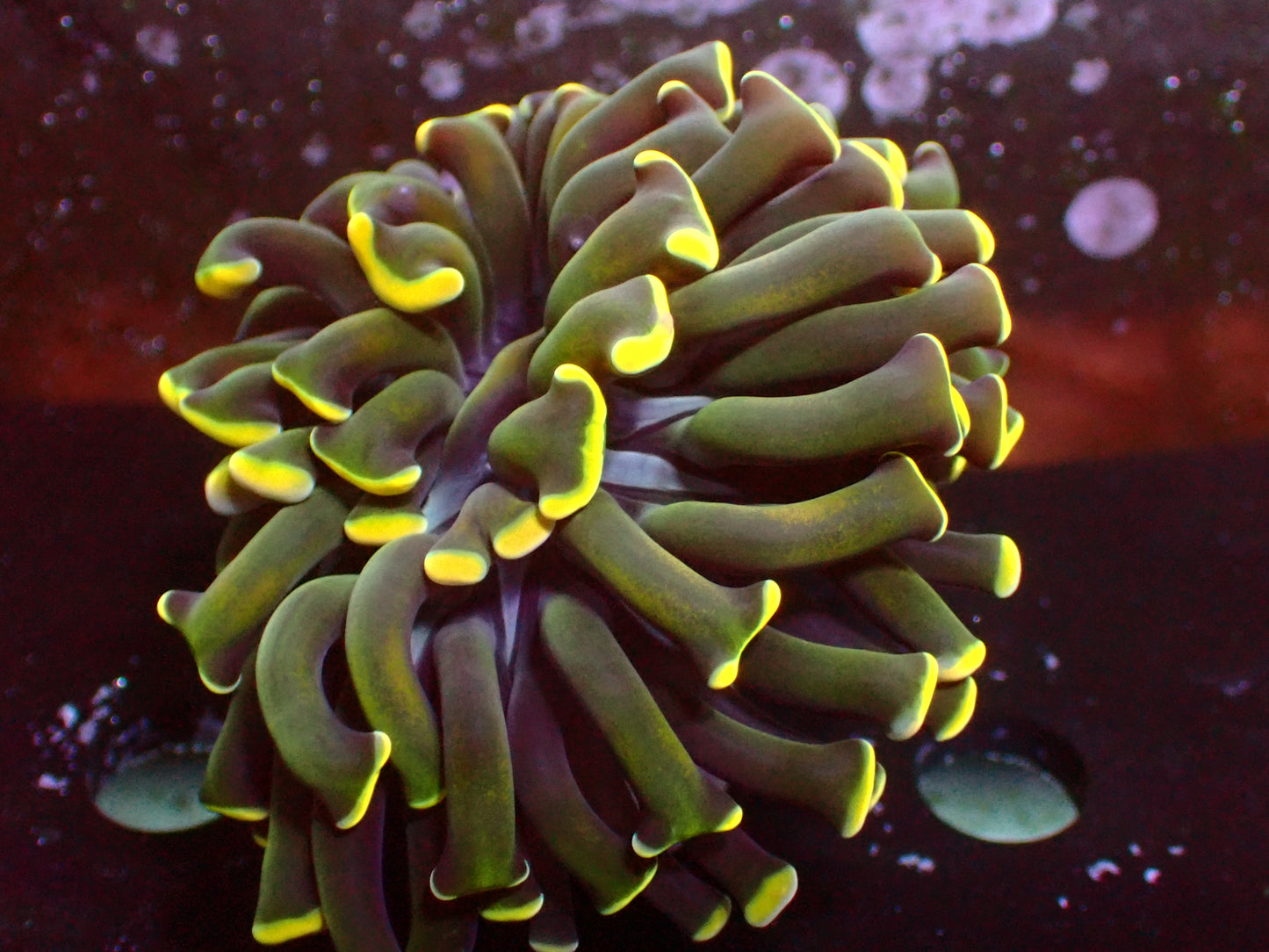 Euphyllia Malaysian Rainbow Hammer | WYSIWYG