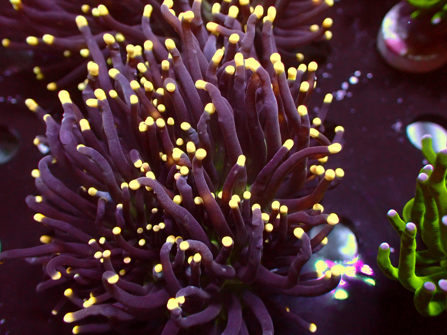 Euphyllia Aquaman Torch | WYSIWYG