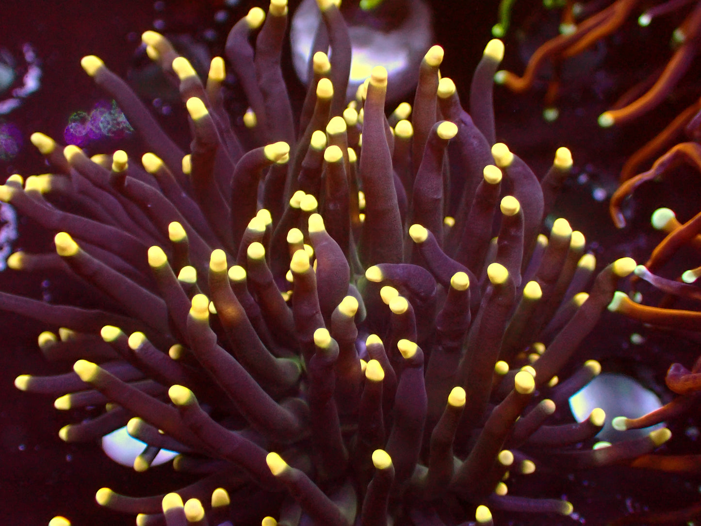 Euphyllia Aquaman Torch | WYSIWYG