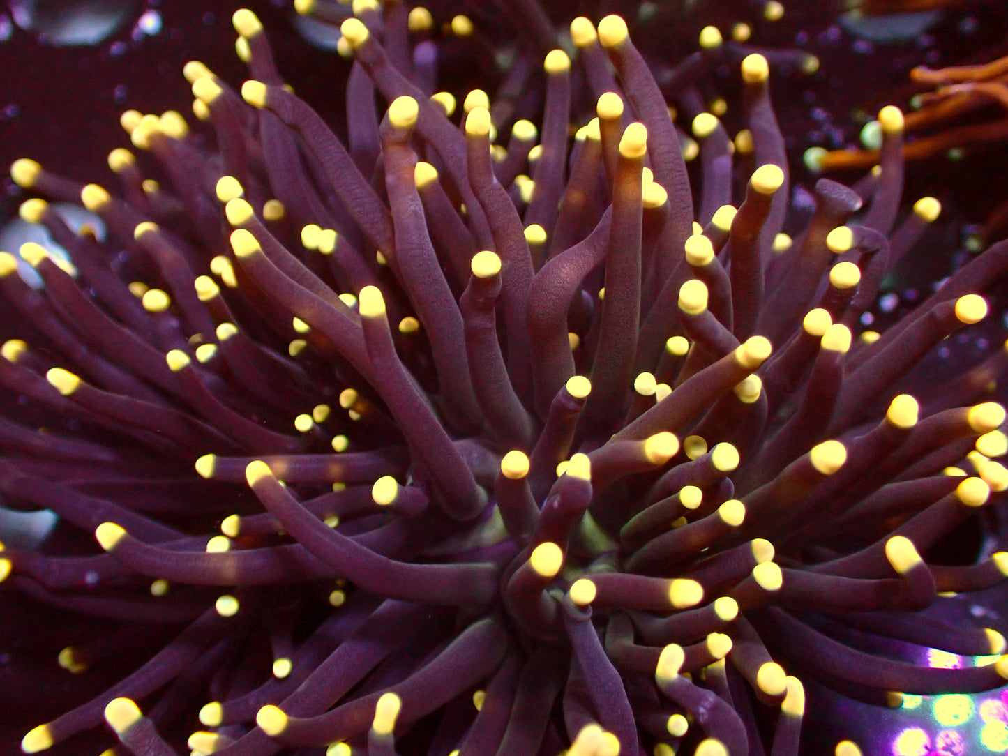 Euphyllia Aquaman Torch | WYSIWYG