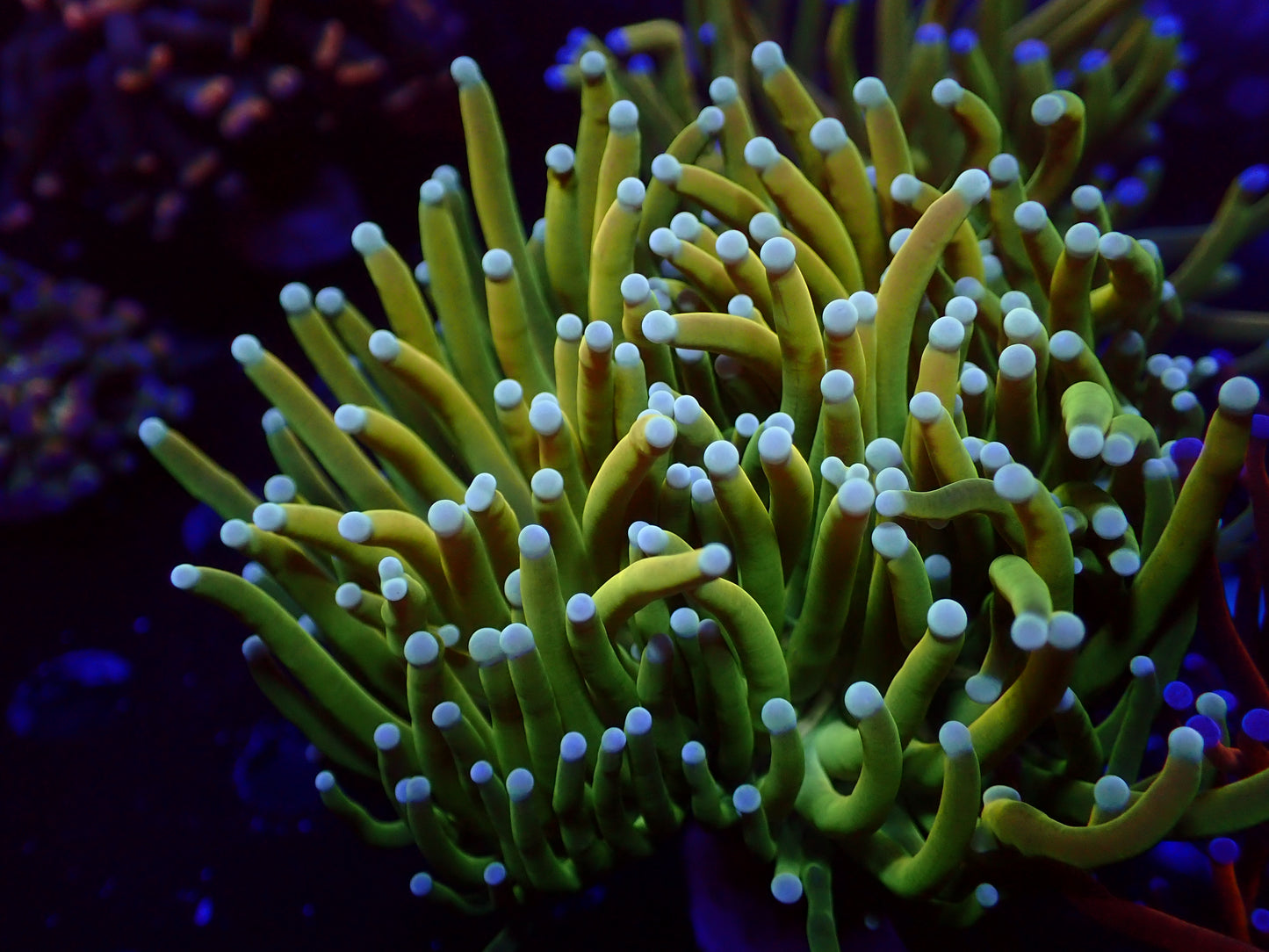Euphyllia PR Avalanche Holy Grail Torch | WYSIWYG
