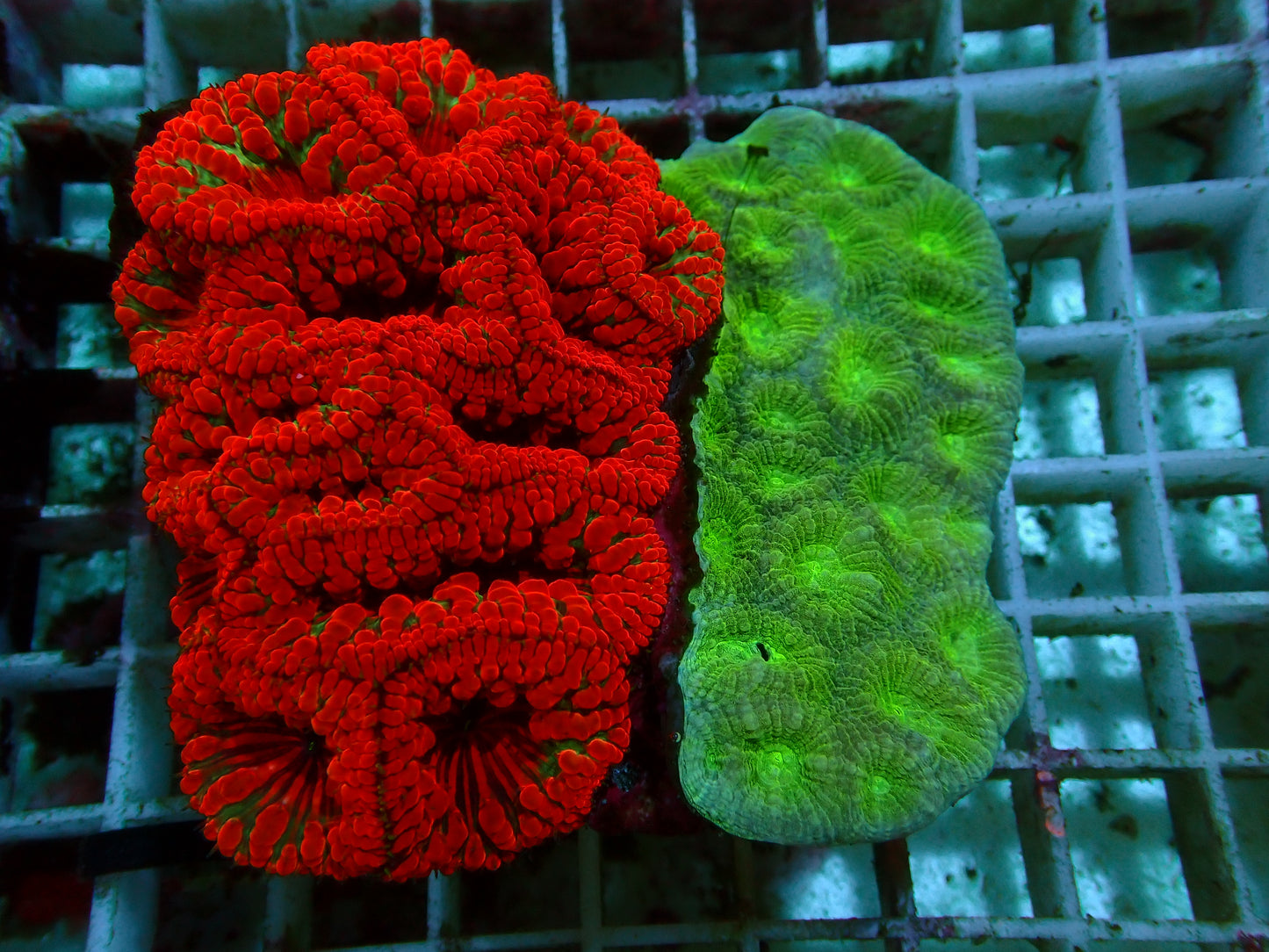 Ultra Blastomussa x Toxic Favia | WYSIWYG