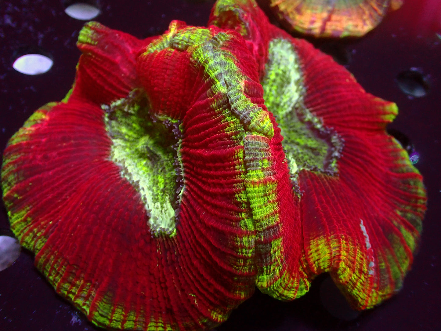 Red Dream Trachyphyllia | WYSIWYG