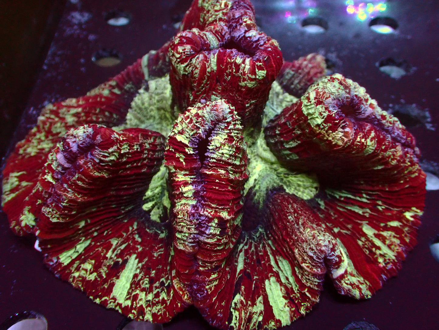 Cherry Red Splatter Trachyphyllia | WYSIWYG