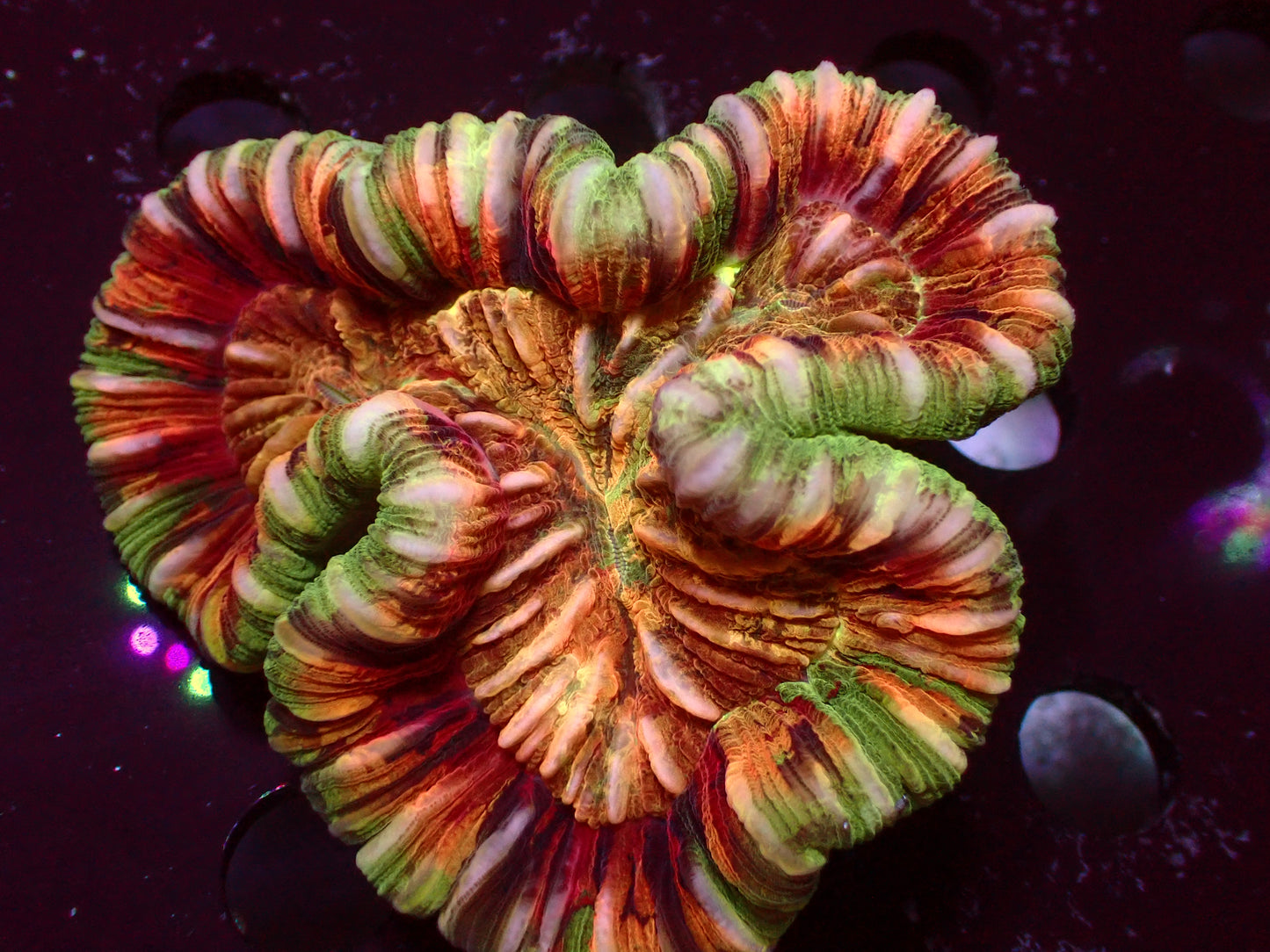 Insane Island Trachyphyllia | WYSIWYG
