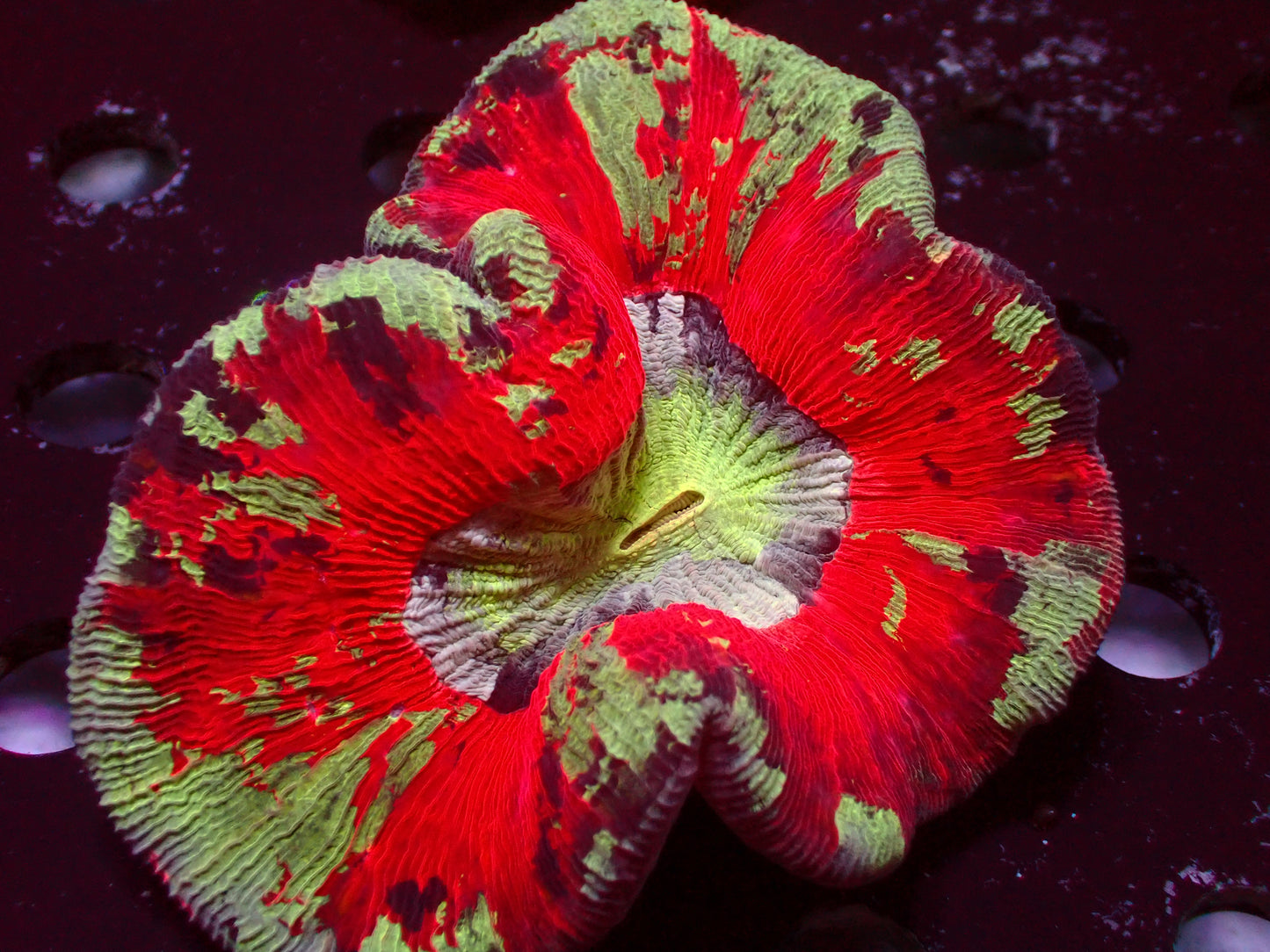 Red Rainbow Trachyphyllia | WYSIWYG