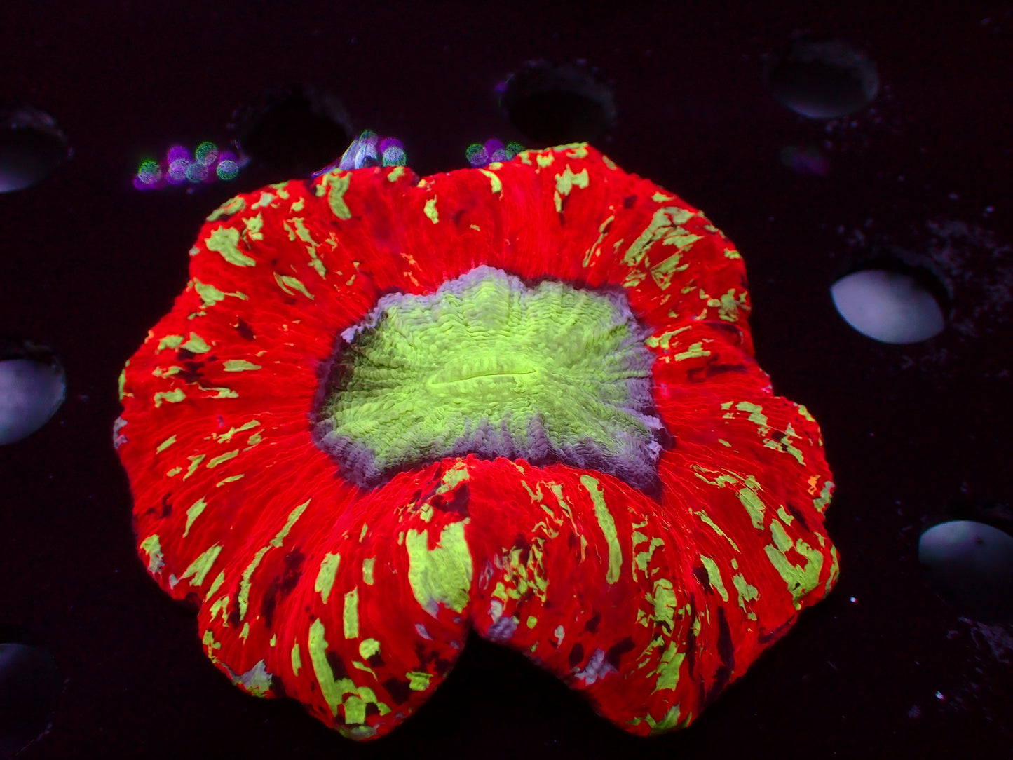 Red Rainbow Trachyphyllia | WYSIWYG
