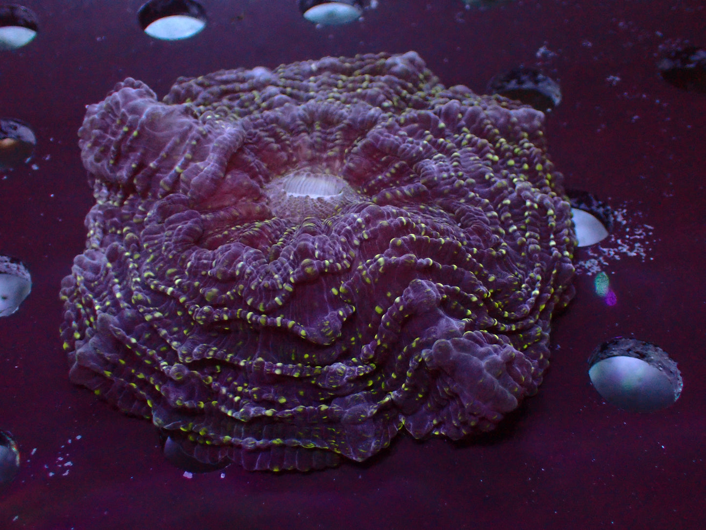 Green Glitter Acanthophyllia | WYSIWYG