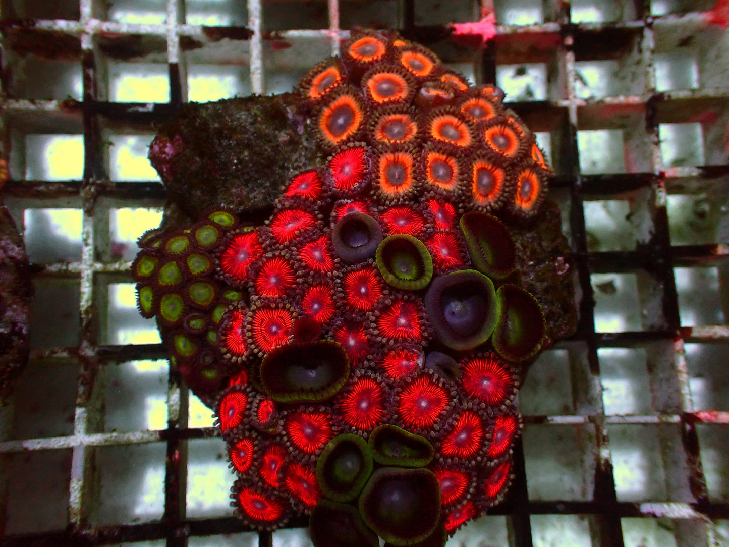 Rainbow Zoanthus Garden | WYSIWYG