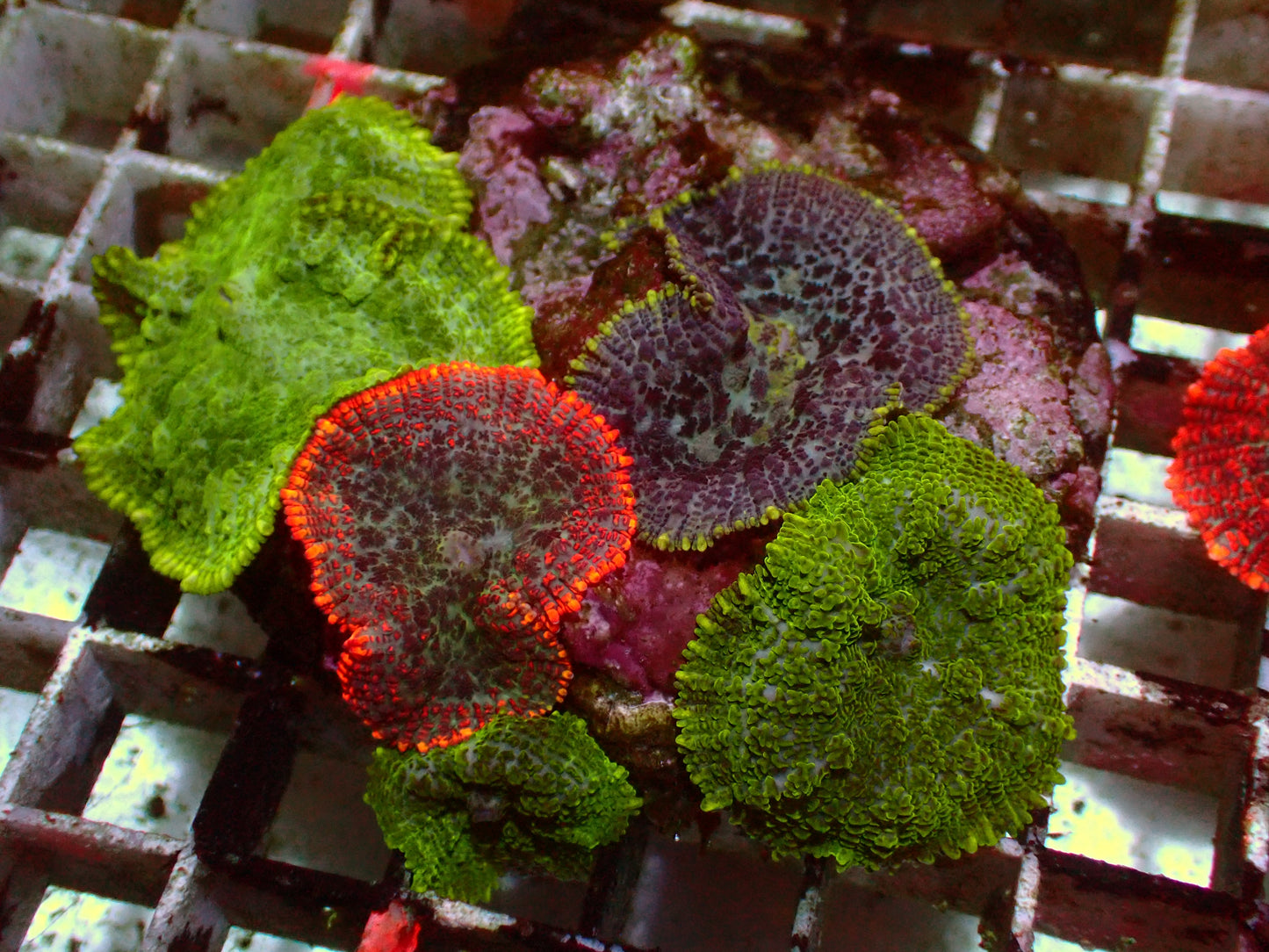 Rhodactis Rainbow Garden | WYSIWYG
