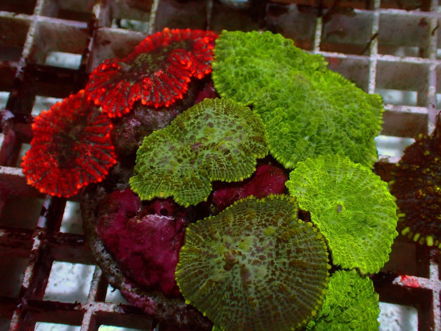 Rhodactis Rainbow Garden | WYSIWYG