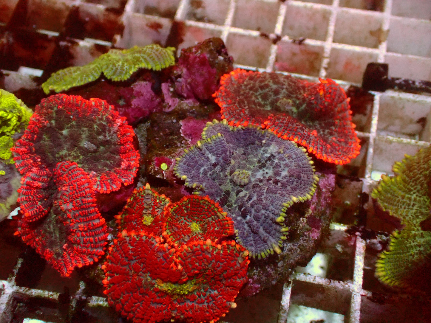Rhodactis Rainbow Garden | WYSIWYG