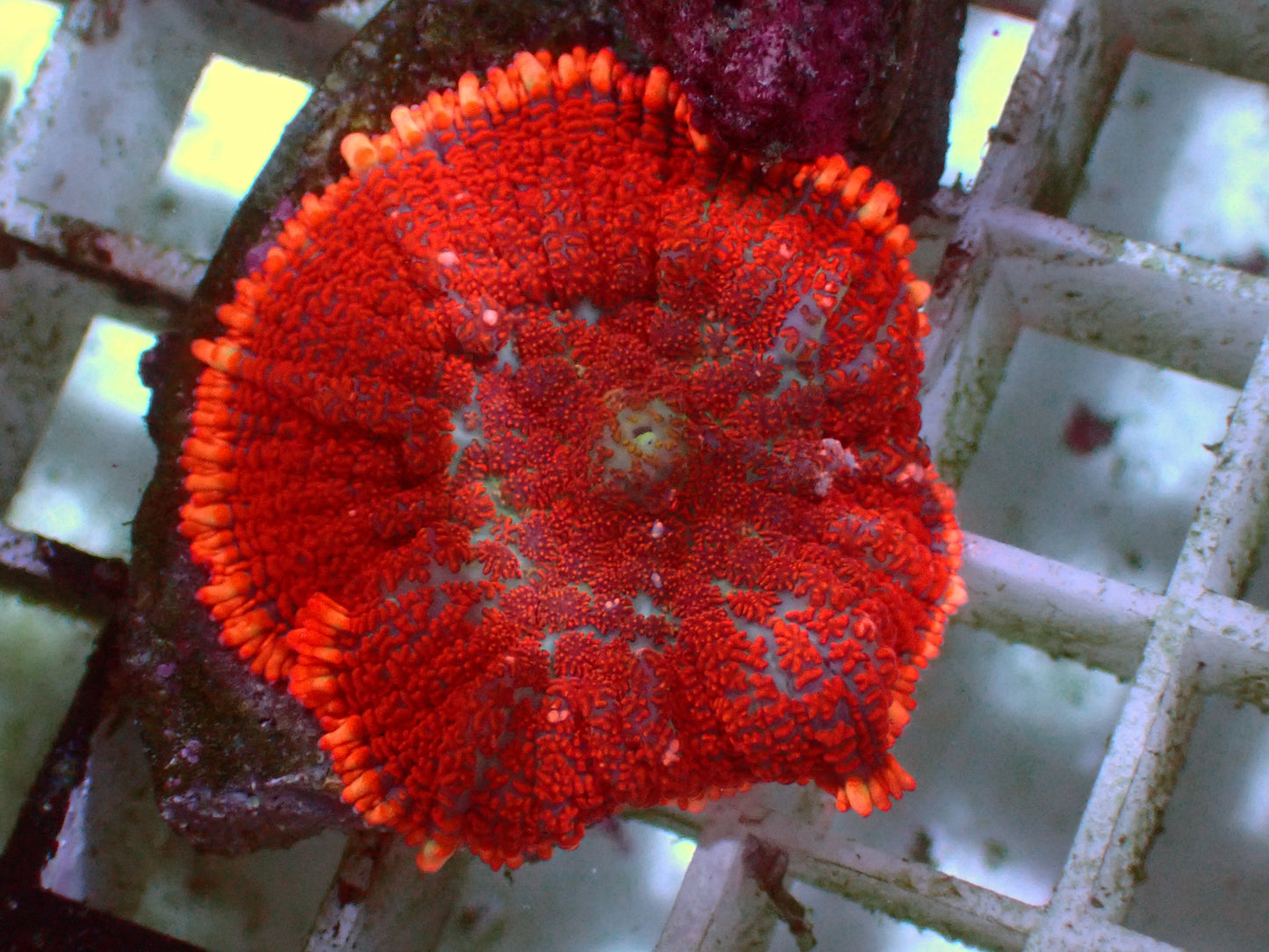 Rhodactis Superman | WYSIWYG