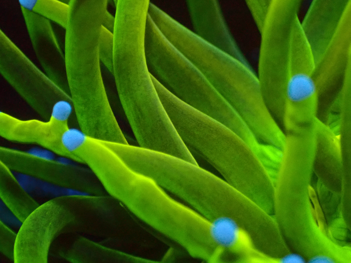 Euphyllia Glitter Torch | WYSIWYG