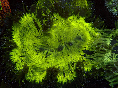 Catalaphyllia Neon | WYSIWYG