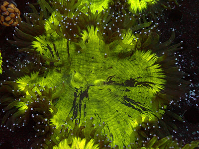 Catalaphyllia Neon | WYSIWYG