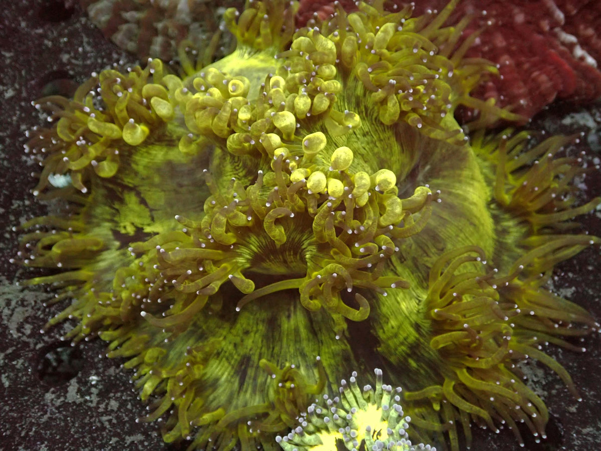 Catalaphyllia WYSIWYG – blue light photo, yellow-green tentacles with light tips, yellow-green and brown striped oral disc