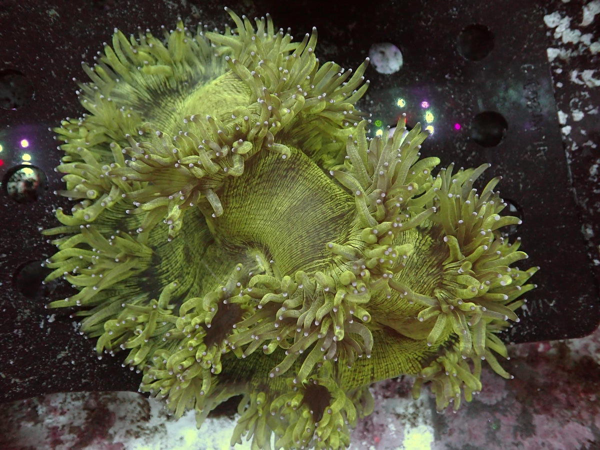 Catalaphyllia WYSIWYG – blue light photo, light green tentacles with pinkish-white tips, green and brown striped oral disc