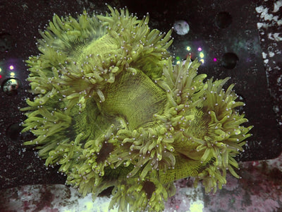 Catalaphyllia | WYSIWYG