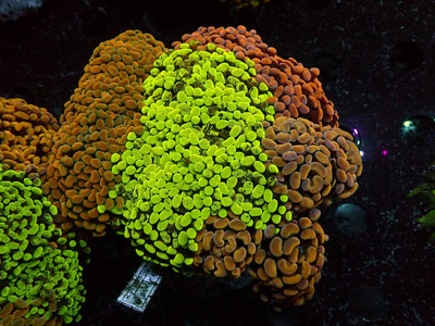 Euphyllia Paraancora Dream Garden | WYSIWYG