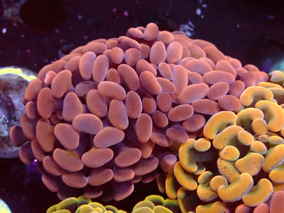 Euphyllia Paraancora Copper | WYSIWYG