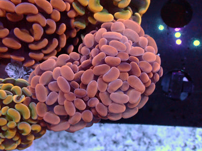 Euphyllia Paraancora Copper | Doublehead