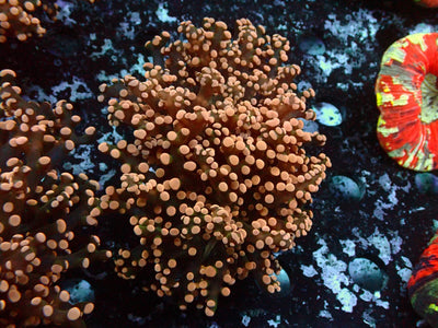 Euphyllia Paradivisa Orange | WYSIWYG