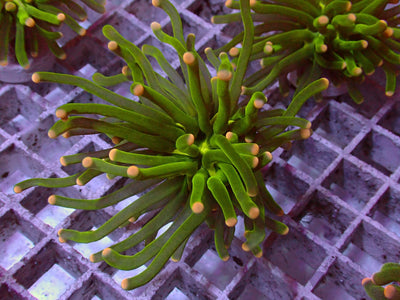 Euphyllia Pineapple Torch | WYSIWYG