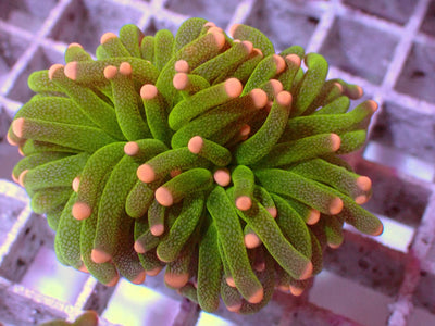Euphyllia PR Toxic Snake Skin Torch | WYSIWYG