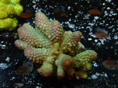 Fiji Acropora Humilis | WYSIWYG