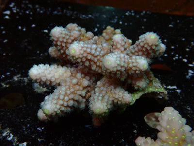 Fiji Acropora Humilis | WYSIWYG